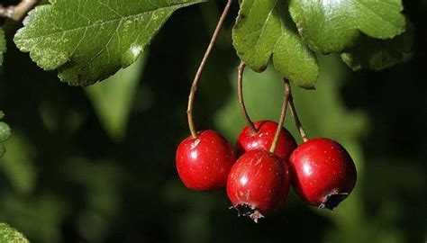 These plants also serve as foliage. Hawthorn Herb - Side Effects, Uses and Health Benefits