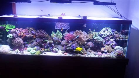 125 Gallon Saltwater Reef Aquarium Youtube