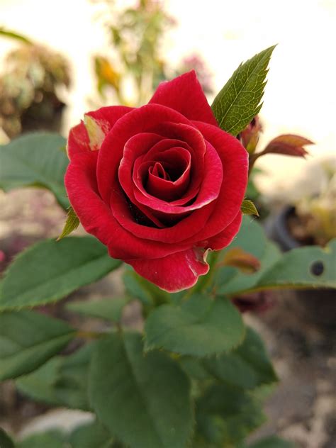 Tidak heran, jika mawar telah menjadi rujukan atau inspirasi aroma bunga mawar adalah aroma bunga yang populer, bahkan banyak digunakan dalam parfum wanita. File:Bunga mawar merah.jpg - Wikimedia Commons