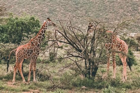 Best Places To See Giraffe In Africa Giraffe Safari Go2africa