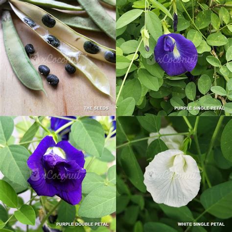 Manfaat bunga telang, mungkin tidak diketahui banyak orang. Butterfly Pea Flower Seeds Blue Pea Vine seeds Biji Benih ...