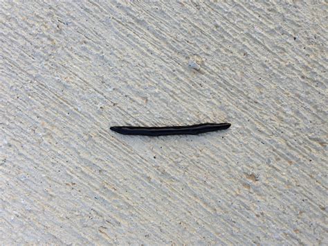 What Are Tiny Black Worms