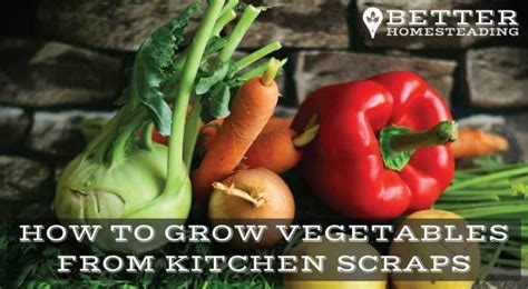 How To Grow Vegetables From Kitchen Scraps Detailed Guide