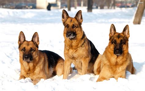 Top 10 Reasons Why You Would Want A German Shepherd