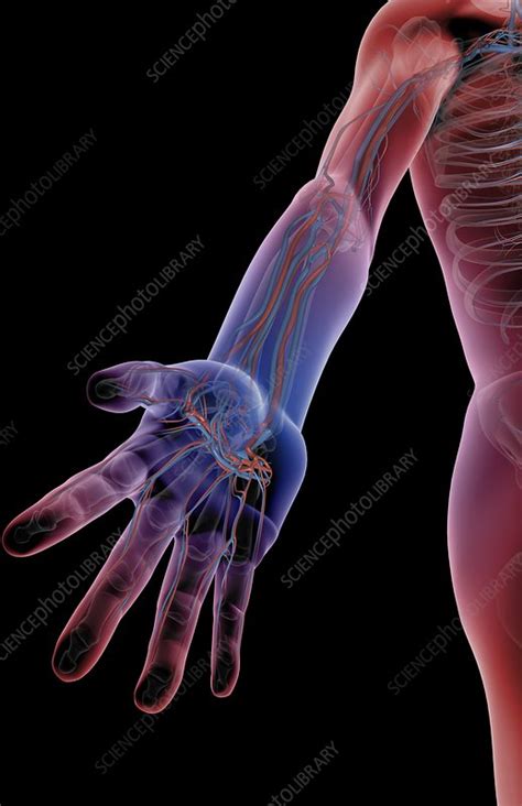 May 14, 2018 · a complement test is a blood test that measures the activity of a group of proteins in the bloodstream. The blood vessels of the arm - Stock Image - C008/2180 ...