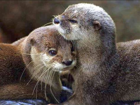 Two River Otters Cuddling Affectionately So Sweet Otters Cute Baby