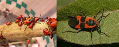 Know Your Red And Black Bugs Atlanta Pest Control