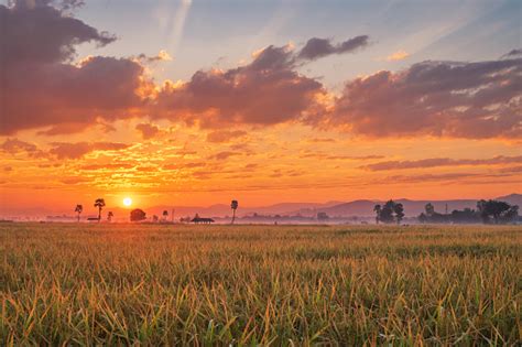 The Sunset On The Rice Field Stock Photo Download Image Now Istock