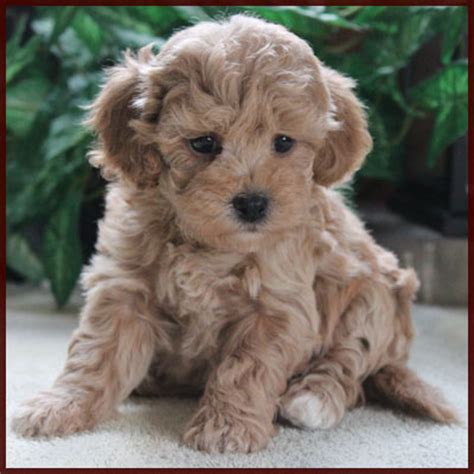 To learn more about each adoptable bichon frise, click on the i icon for some fast facts, or click on their name or photo for full. Poochon| Bichon Poodle Puppies for Sale|Nursery #1 | Iowa