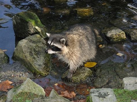 Infectious Diseases Carried By Raccoons Liddle Rascals