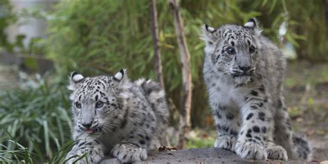 Snow Leopard Cubs Debut At Central Park Zoo Photos Video Huffpost