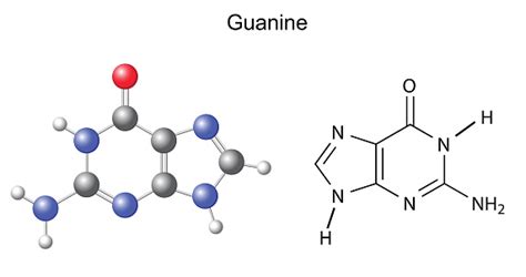 Chemical Structural Formula And Model Of Guanine Stock Illustration