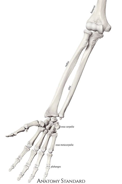 Forearm And Hand Bones The Frontal View Anatomy Bones Human