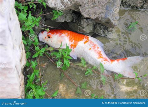 Single White With Orange Color Fancy Carps Or Colorful Koi Fish Eating