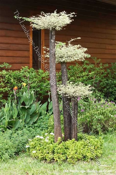 We did not find results for: Like the tree trunk bouquet at Black Dan Lake (short ...