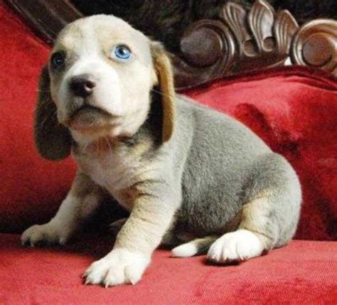 Find beagle puppies and breeders in your area and helpful beagle information. Beagle Puppies available Rare Silver Mini Beagle FOR SALE ...