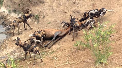 Wild Dogs On The Kill At Erindi Namibia Youtube