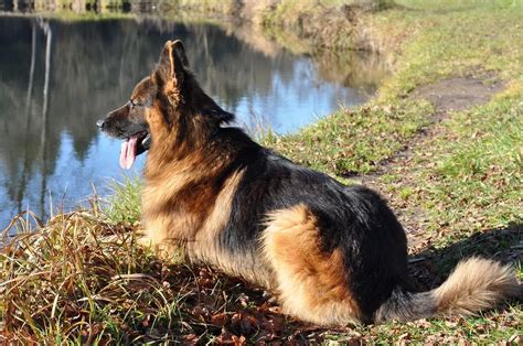 Are German Shepherds Protective 4 Training Tips Jubilant Pups