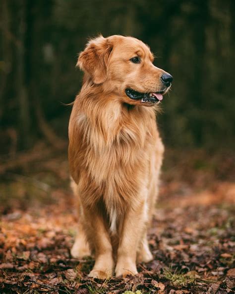 Who Wants To Explore The Forest With Me‍♂️ Golden Retriever