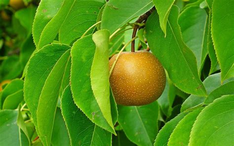 20th Century Nijisseiki Asian Pear For Sale Buying And Growing Guide