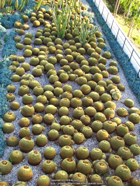 Learn about this large cactus at howstuffworks. Ask a Question forum: Growth rate of golden barrel cactus ...