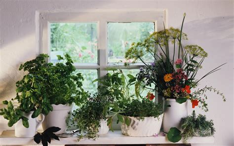Individual pots of herbs and flowers are. How to Properly Fertilize an Indoor Herb Garden