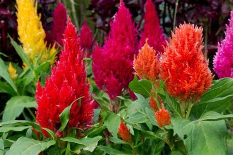 10 Beautiful Bold Red Annuals For Your Garden