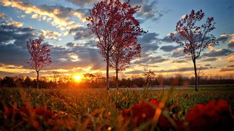 Sunset And Autumn Tree Hd Wallpapers 1080p Lugares Para