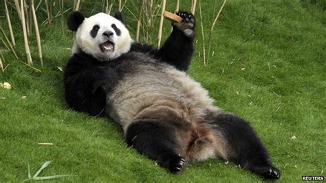 China Sends Pandas To Malaysia Panda Panda Bear Panda Funny