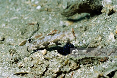 Twinspot Goby High Res Stock Photo Getty Images