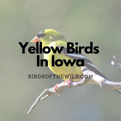 11 Yellow Birds In Iowa With Pictures Birds Of The Wild