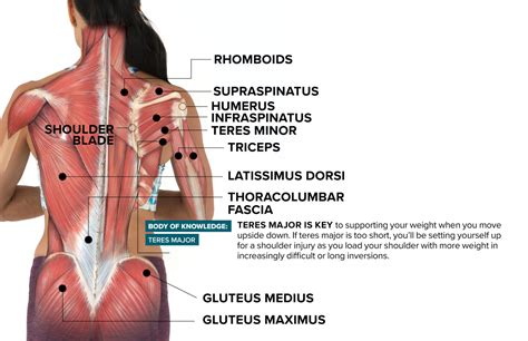 There are around 650 skeletal muscles within the typical human body. The Muscle That Can Make or Break Healthy Shoulders in Inversions Blog