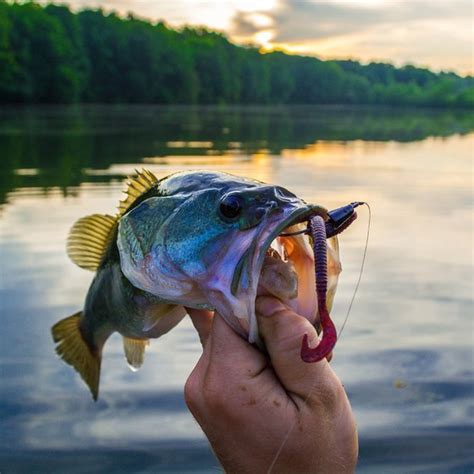 Fishing at bass lake bass lake is been stocked with trout, kokanee salmon, bluegill, catfish, and crappie. Bass Fishing Tips on Lake Norfork, Arkansas | USA Today