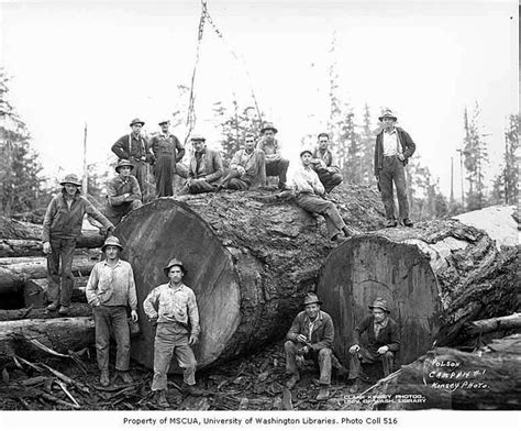 Polson Logging Camp 14 Yarder Crew Big Trees California Old Photos