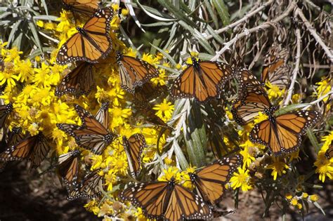 Video Monarch Butterfly Migration Seen From Space Live Science