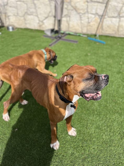 Roscoe (& Riley) - CH Boxer Rescue