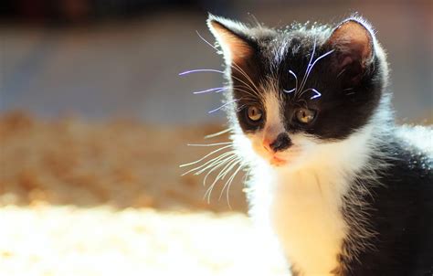 Обои кошка усы взгляд свет котенок фон черно белый портрет