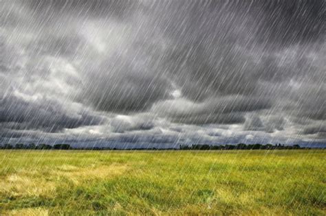 Rains Hampering Eu Soft Wheat Planting 2019 11 18 World Grain