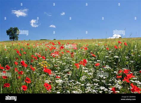 Poppy Field In Central Italy Stock Photo Alamy