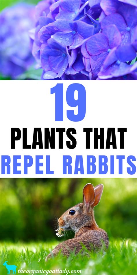 Check spelling or type a new query. Naturally Repel Rabbits, Natural Pest Repellent, Rabbits ...