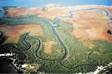 Mangroves and saltmarsh plants are uniquely adapted to extreme and fickle coastal shoreline ecosystems. Black mangrove-salt marsh community in coastal Louisiana ...