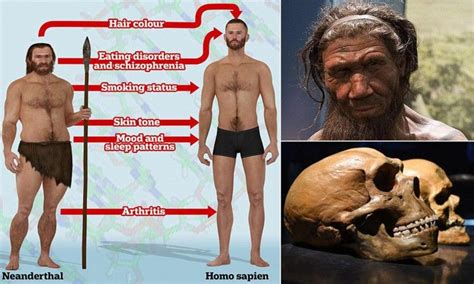 Modern Europeans Have Twice As Much Neanderthal Dna As First Thought — Daily Mail Neanderthal