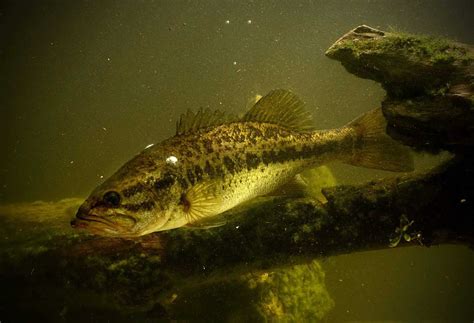 How To Catch Largemouth Bass 15 Techniques Tips And Tricks