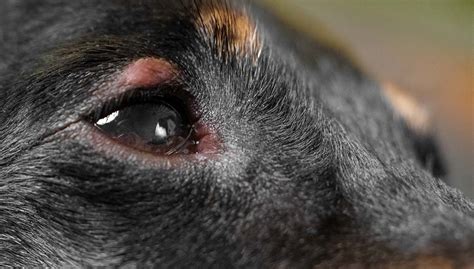How To Treat A Scratched Eye On A Dog Ideas Do Yourself Ideas