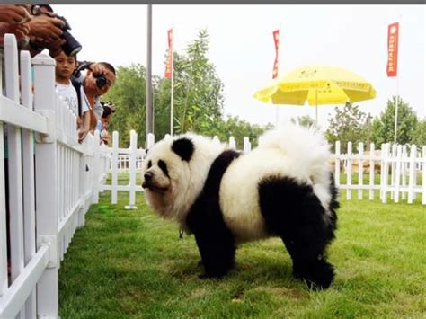 The Chow Chow Panda Is Adorable But He Doesnt Have Us Fooled While