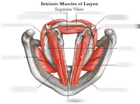 Intrinsic Muscle Of Larynx Superior Diagram Quizlet