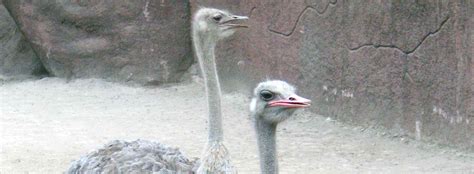 Vernon downs camels & ostrich races 2017 подробнее. Ostrich Facts and Information | SeaWorld Parks & Entertainment