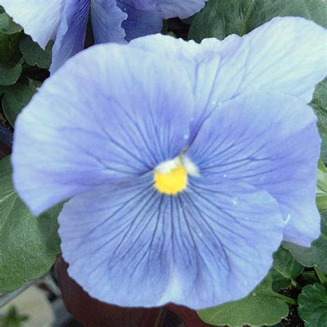 Pansy Flower Garden Seeds Delta Premium F1 Series Pure Light Blue