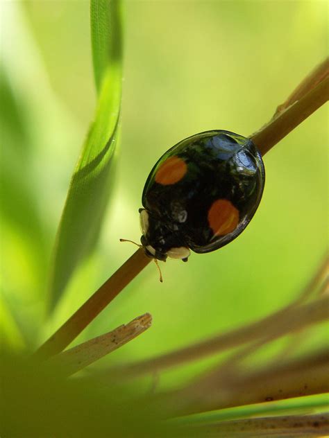 Black And Brown Ladybug Free Image Peakpx