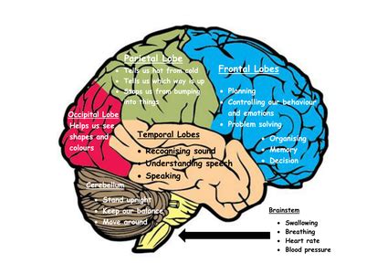 All direct answers to a post must make a genuine attempt to answer the question. My Brain - the 6 parts of the brain and what they do by ...